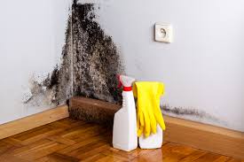 Why You Should Choose Our Mold Remediation Services in Pratt, KS